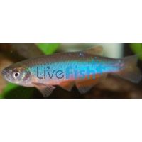 Neon Danio 3.5cm