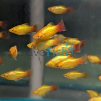 Neon Gold Platy 4cm