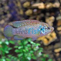 Neon Jewel Cichlid 5cm