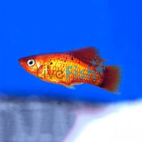 Neon Orange Platy 4cm