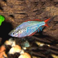 Neon Rainbow 4cm