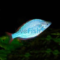 Neon Rainbow 7cm