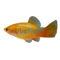 Neon Sunset Platy 4cm