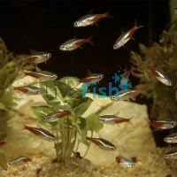 Local Neon Tetra (Australian Bred) 2.5cm 