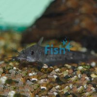 Black Catfish 8cm