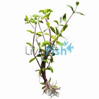 Nesaea Triflora - Ammannia Capitellata