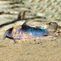 Nijsseni Corydoras 4cm