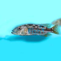 Nimbochromis Fuscotaeniatus 4cm