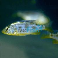 Nimbochromis Venustus 4cm