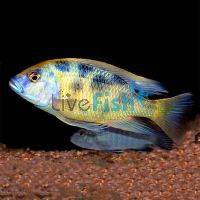 Nimbochromis Venustus 7cm 