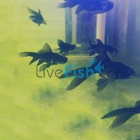 Black Nymph Goldfish 5cm 