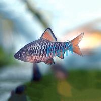 Checker Barb 3.5cm