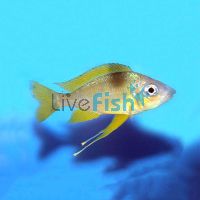 Ophthalmotilapia Nasutus 4cm
