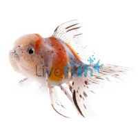 Oranda Calico 15cm