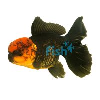 Giant Oranda - Select 18cm