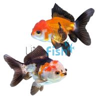 Oranda Multi Colour 9cm