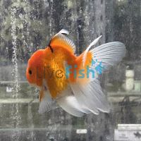 Oranda Orchid Tail 9cm 