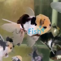 Panda Oranda 7cm 