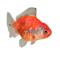 Sakura Oranda 12cm