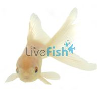 Oranda White 5cm