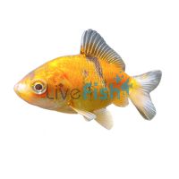 Oranda Yuan Bao - Short Tail 5cm