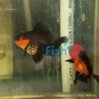 Black & Red Oranda 15cm