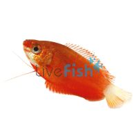 Honey Dwarf Gourami Red 7cm