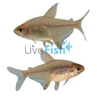 Orange-Red Lemon Tetra (Bolivia) 3cm