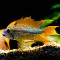 Orange Cacatuoides 3.5cm