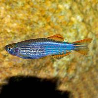 Orange Finned Danio 3.5cm Danio Kyathit