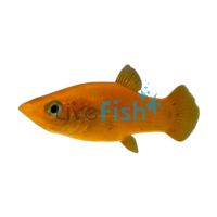 Orange Freshwater Molly 3.5cm