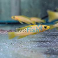 Orange Lemon Cichlid 5cm