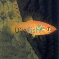 Orange Metallic Molly 5cm