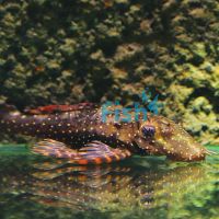 Orange Spotted Bristlenose Catfish 10cm 