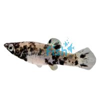 Orange Tail Marble Molly 5cm