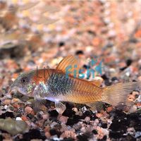 Orange Venezuela Corydoras 3cm