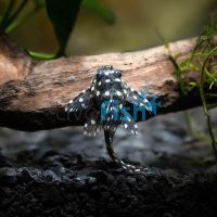 L201 Orinoco Angel Pleco 3.5cm