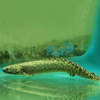 Ornate Bichir 12cm
