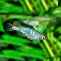 Neon Blue Rice Fish 3cm