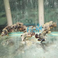 Oscar Cichlid - Wild 7cm
