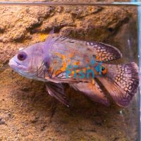 Assorted Longfin Oscar 5cm