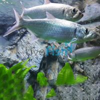 Oxeye Herring - Brackish 9cm