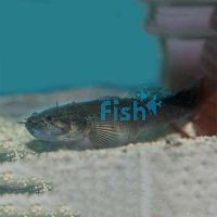 Sleepy Cod 10cm