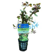 Ludwigia Super Red - Submersed - Bunch