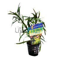 Pogostemon Stellata - Submersed - Bunch