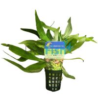 Hygrophila Willow - Bunch