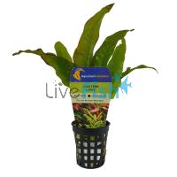 Java Fern Large - Pot