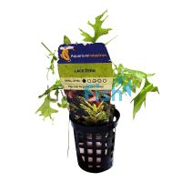 Lace Fern - Pot