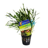 Lilaeopsis 