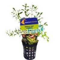 Ludwigia Needle Leaf - Bunch